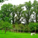 버드나무 이미지