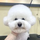 킴스펫살롱 이미지