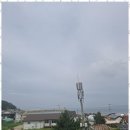 학암포 해당화 이미지