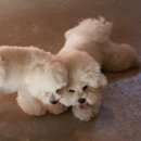 플레이 바우 이미지