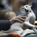 나는고양이 뉴시스