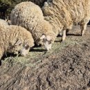 큰언덕목장 이미지