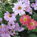 용호2동 체육공원 이미지