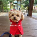 퍼스트 독 앤 캣 이미지