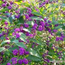 박화선농장 | 꽃바구니 마산어시장 창동예술촌 불종거리 오동동 농장직송 국산꽃 수입꽃 생일 출산 기념일 개업 승진...