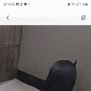 메이저 애견훈련학교 이미지