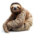 Slow Loris 슬로우 로리스 vs Sloth 나무 늘보 이미지