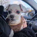 펫지살롱 이미지