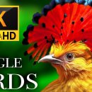Jungle Birds 4K - Beautiful Birds Sound in the Rainforest 이미지