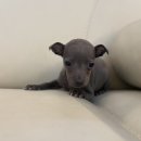 도그인 그레이 이미지