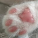 광주 고양이 분양 냥블리 광주점 이미지