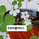 사랑초 오르비쿨라리스 이미지