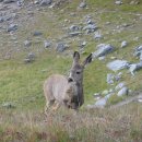 mule deer(뮬사슴, 또는 노새사슴) 이미지