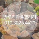 방우리 다육갤러리