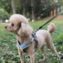 하이멍멍 이미지