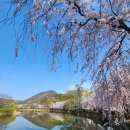 영산 연지못 이미지