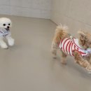 댕스티니 이미지