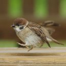 풍월농장 이미지