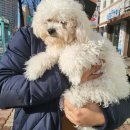 베이비숑 그루밍 이미지