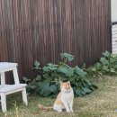 오얏리스테이 이미지