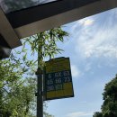 바다가 그리운 나무 | 홍콩 바다 리펄스베이 버스 스타페리 후기