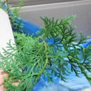 무재(無在) 이미지