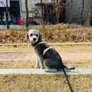 놀자멍멍아(놀멍) 이미지