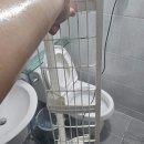 지지베어