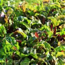 삼봉농장 이미지