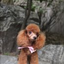 포포퍼피 이미지