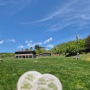 대관령 | [평창]대관령 양떼목장 방문 후기