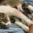 고양이집사 이미지