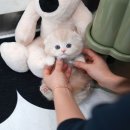 울산 고양이분양 미유펫 이미지