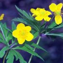 Anemone ranunculoides(Yellow Woodland Anemone) 이미지