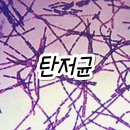 소라시스
