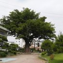 느티나무 이미지