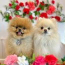 헬로우버디 이미지