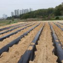 광성농장 이미지