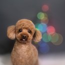 어쩔댕댕 이미지