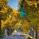 양지바른정비마당 | 2025.11.12 계룡산 인근의 단풍명소 (곡교천 은행나무길, 갑사가는길, 계룡산 신원사)