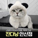 잔다냥 | 안산 고양이 미용 추천 무마취 미용 목욕 잘하는 잔다냥 안산점 내돈내산 후기