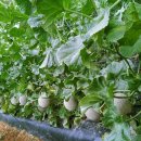 동혁농장 이미지