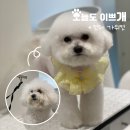 오늘도이쁘개 이미지