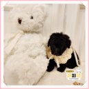 주식회사 퍼피댕 강아지분양 고양이입양 안심분양소 대전본점 | 홍성고양이분양 분양소 분위기 완벽해요