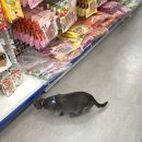 로뎀동물병원 이미지