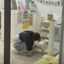 올포독 | [평택 비전동 애견미용] 올포독: 1:1 긍정강화 미용! 겁쟁이 강아지도 웃으며 들어가는 곳