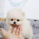 개냥이네 노원본점 | 노원강아지분양 북극곰같아요