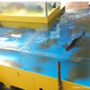 오이도종합어시장 이미지