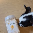 코코와 나비 이미지