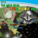 반딧불이 이미지